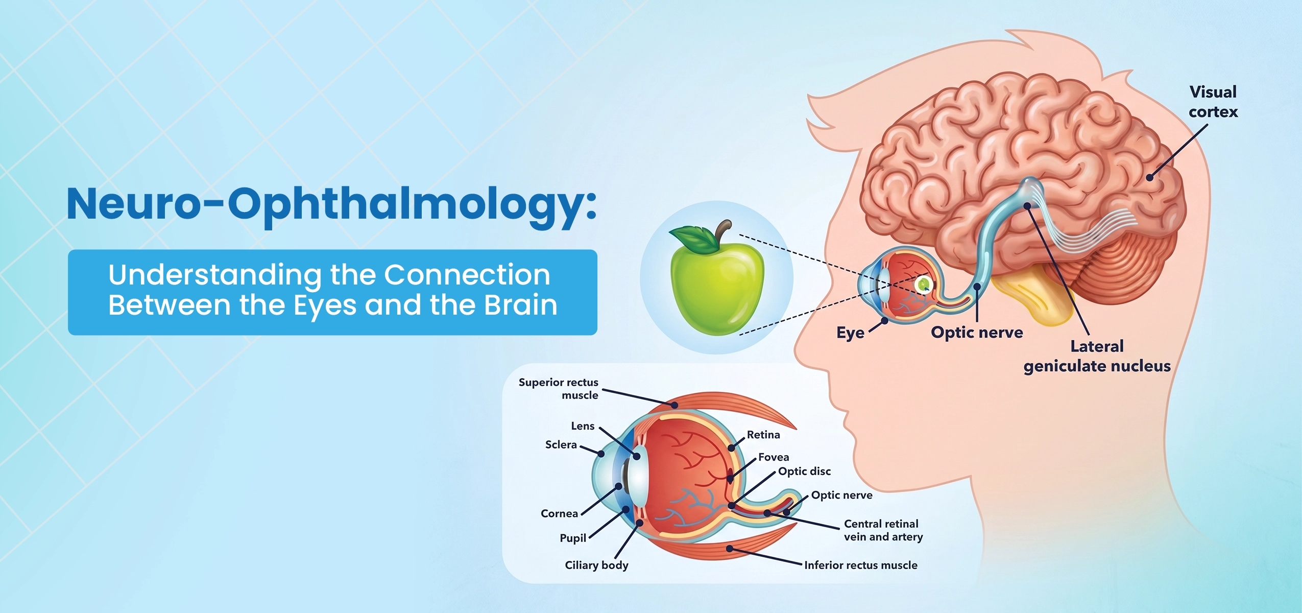 Neuro-Ophthalmology: Understanding the Connection Between the Eyes and the Brain